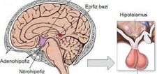 Hipofiz Belirtileri ve Tedavisi