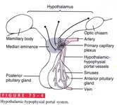 Hipofiz Anatomisi Türleri ve Özellikleri