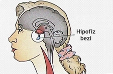 Hipofiz Bezi Ne İşe Yarar?