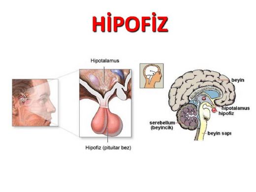 Hipofiz Nedir