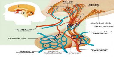 Arka Hipofiz Hormonlar